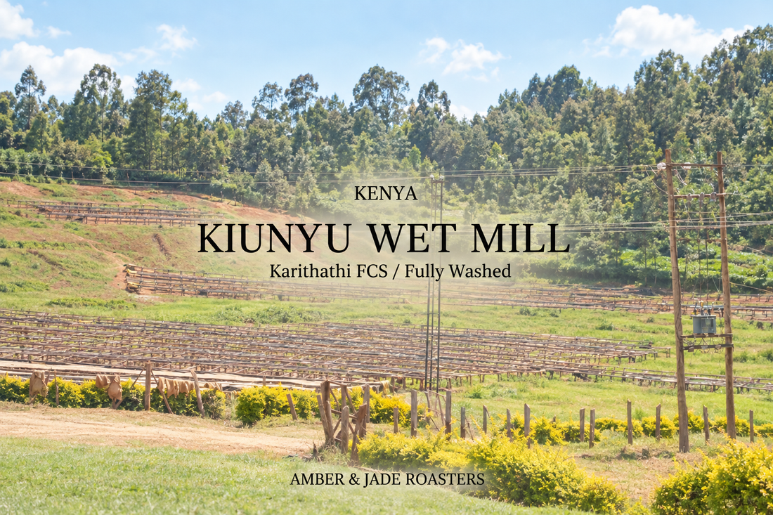 【新入荷】Kenya Kiunyu Wet Mill / Karithathi FCS（キウンユ カリタティ）