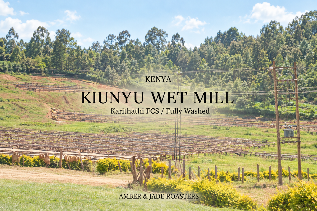 【新入荷】Kenya Kiunyu Wet Mill / Karithathi FCS（キウンユ カリタティ）
