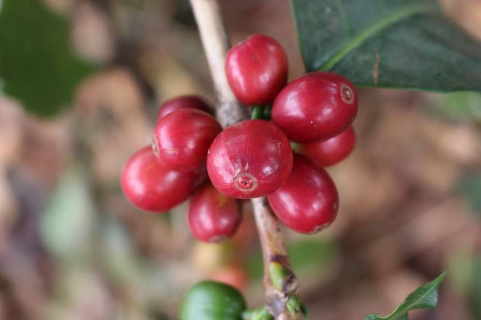 ケニア産 ニエリ キアンガイ 中煎り | SL28/SL34 | ブラックカラント